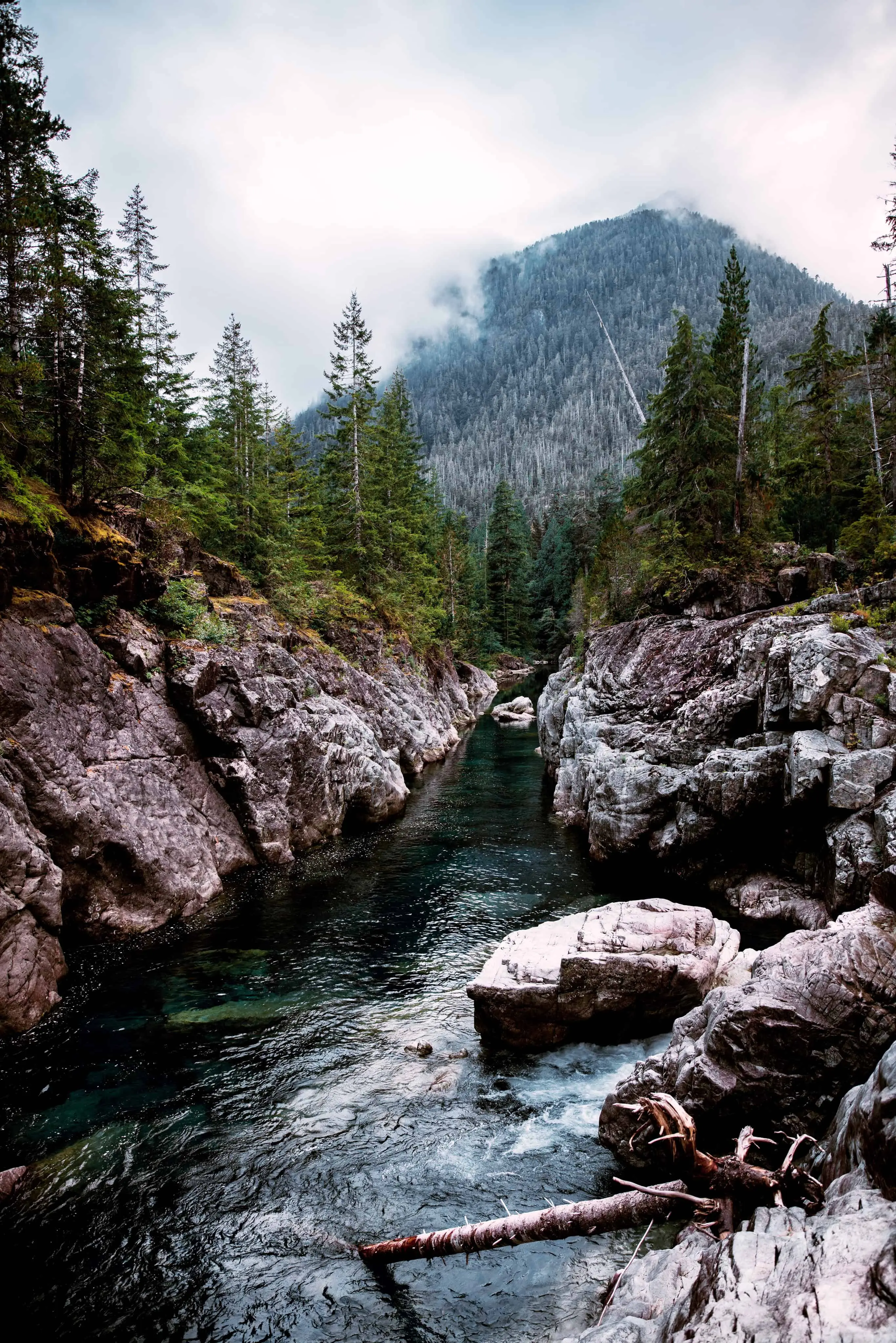A clear mountain creek running through evergreen forest below a misty peak